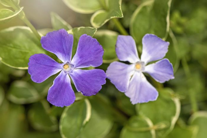 Vinca Periwinkle Flower