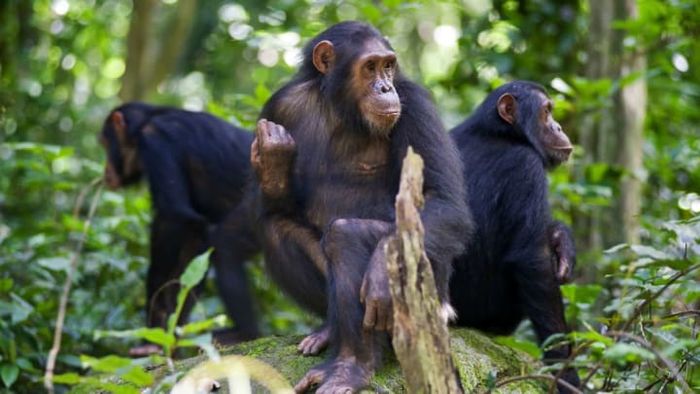 Chimpanzees can be found in Gombe National Park.