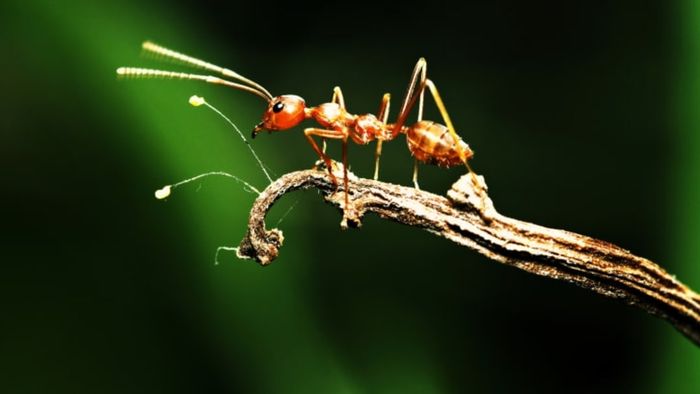 There is a vast number of insects on Earth, including ants, which contribute to this remarkable diversity.