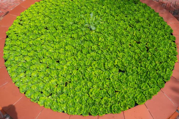 Mankai-Duckweed-Superfood-GettyImages-1330156251
