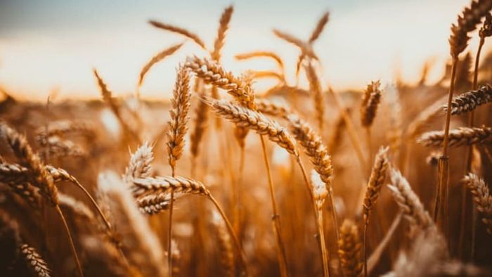 Wheat.