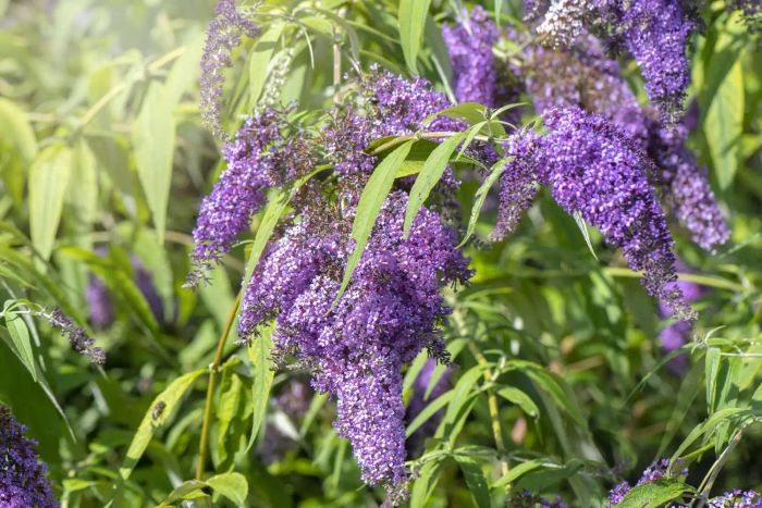 Cottage garden with butterfly bush