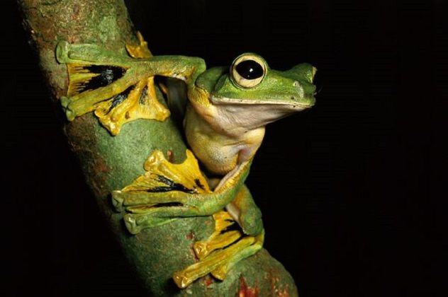 flying-frog_527_600x450