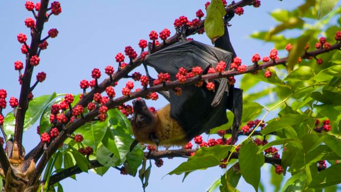 A fruit bat indulging in a tasty treat.