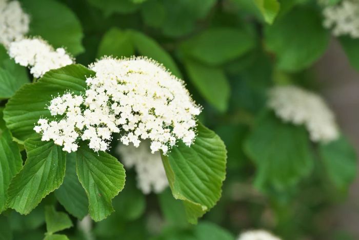 Viburnum Dilatatum, White Flowering Plant
