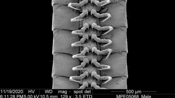 A view from below showcasing the legs of a male Eumillipes persephone.