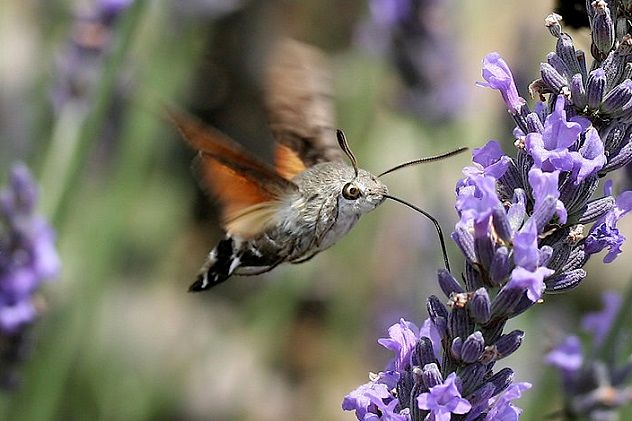 712px-IC_Macroglossum_stellatarum1_NR