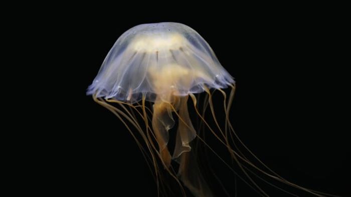 Jellyfish drifting through the dark depths of the ocean.
