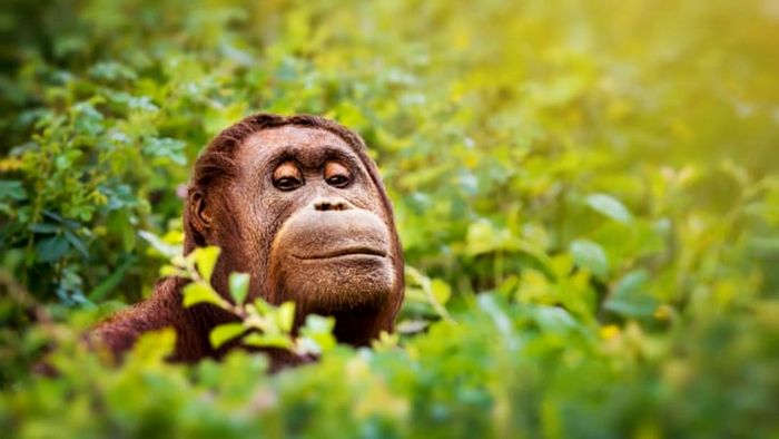 Orangutans know what's going on.