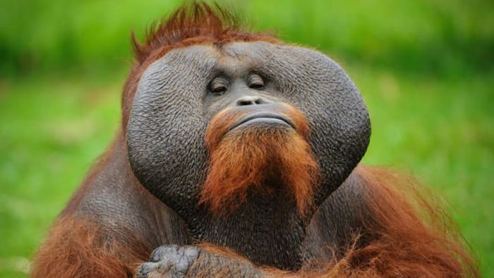 Male orangutans develop large cheek pads known as flanges.