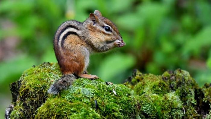 An Eastern chipmunk enjoying a tasty treat.