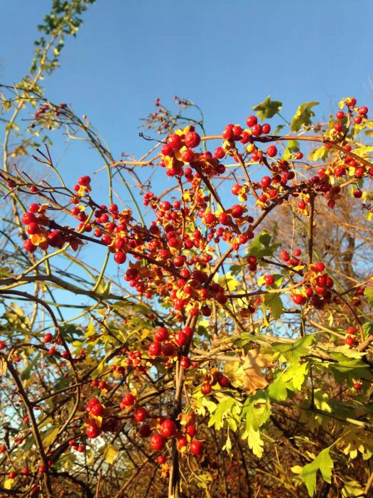 Asiatic Bittersweet Vine With Red Berries