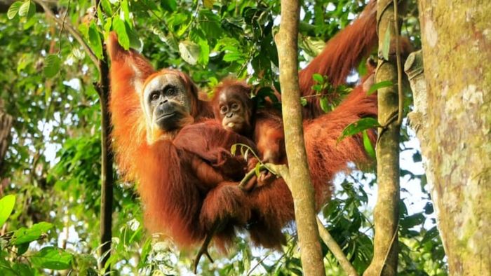 An orangutan mother and her baby, just hanging out