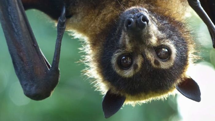 A spectacled flying-fox bat from Australia.