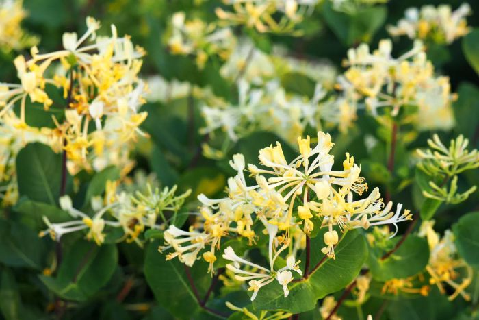 Japanese Honeysuckle