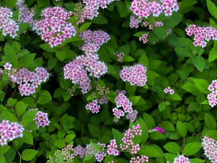 Japanese Spiraea