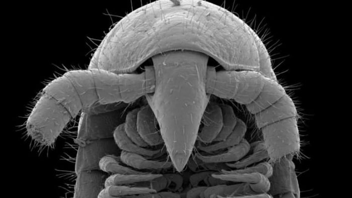 A top-down view of the head and a bottom-up view of the gonopods of a male Eumillipes persephone.