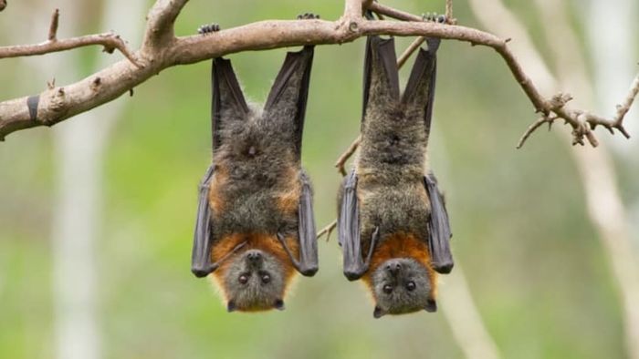 Not all bats relax in this position.