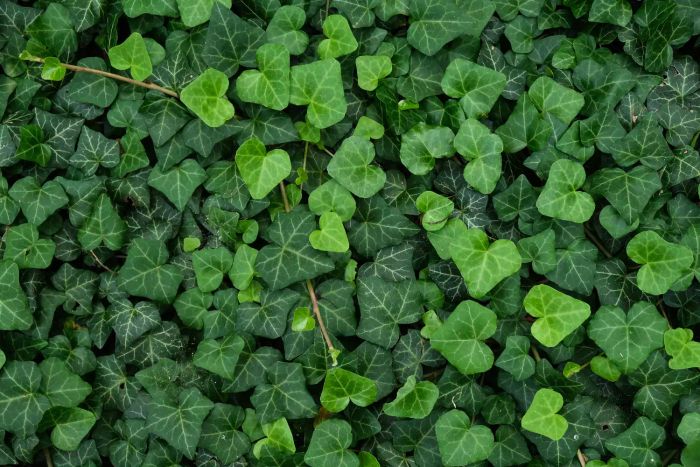 English Ivy
