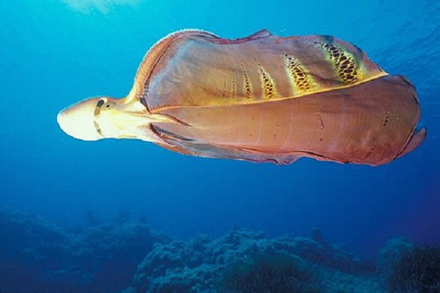 blanket_octopus