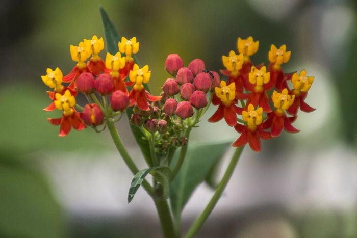 Tropical Milkweed