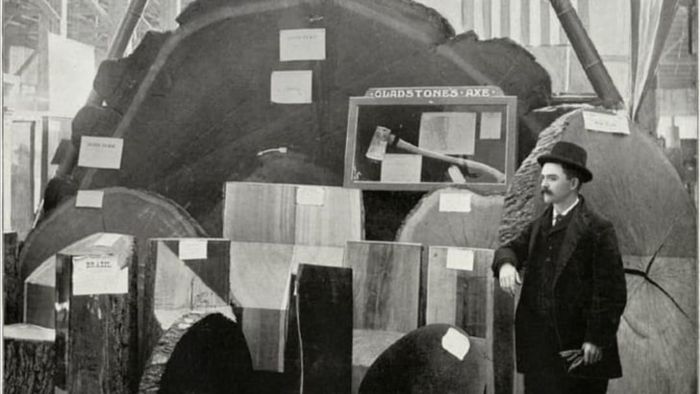 A slice of redwood tree was exhibited at the World's Columbian Exposition in 1893.
