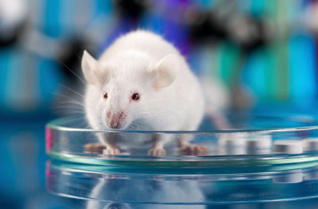 On May 10, 1989, a devastating fire ravaged the Jackson Laboratory in Maine, destroying its mouse production facilities and claiming the lives of 400,000 lab mice. Among the deceased were unique and rare strains used in researching thousands of diseases, including AIDS and various forms of cancer. The laboratory was a crucial supplier to 6,500 research labs across the United States and worldwide, supporting studies worth $1 billion.