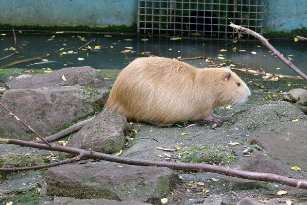 800px-Myocastor_coypus_-_Nutria_-_coypu_-_Biberratte_01