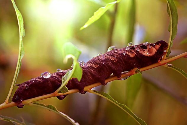 4- Glow Worm