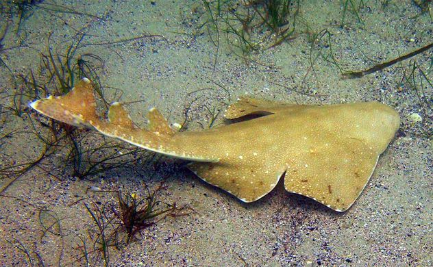5- Angelshark
