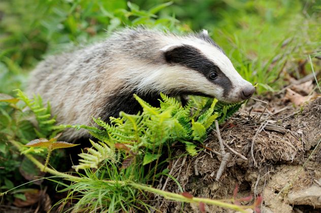 2- badger