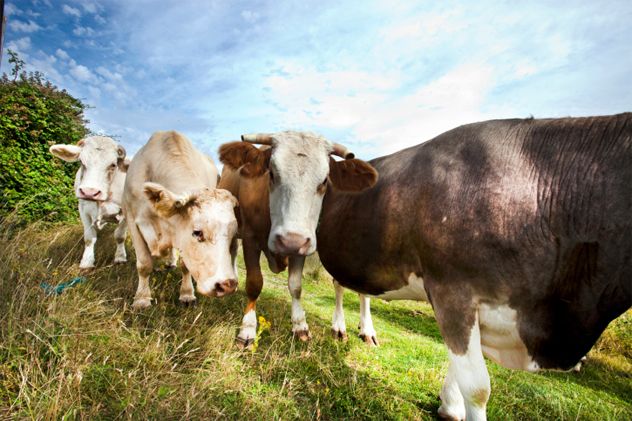 3- cows