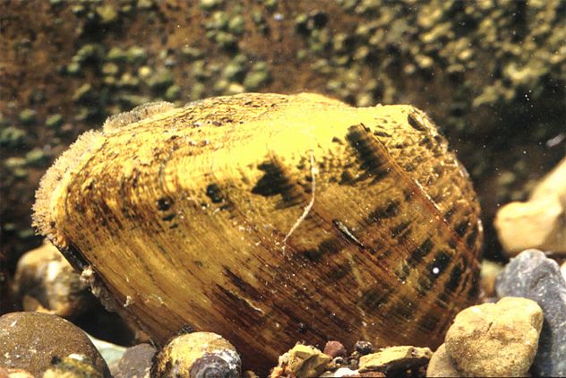 9- Clam