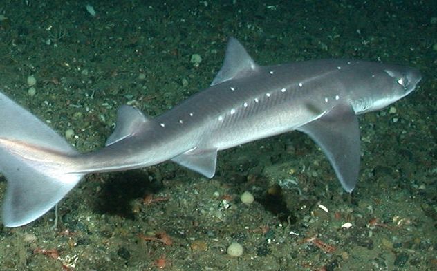 8- Dogfish