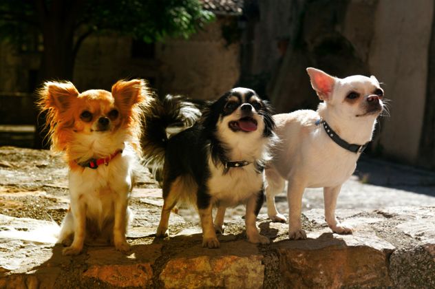 7- chihuahua