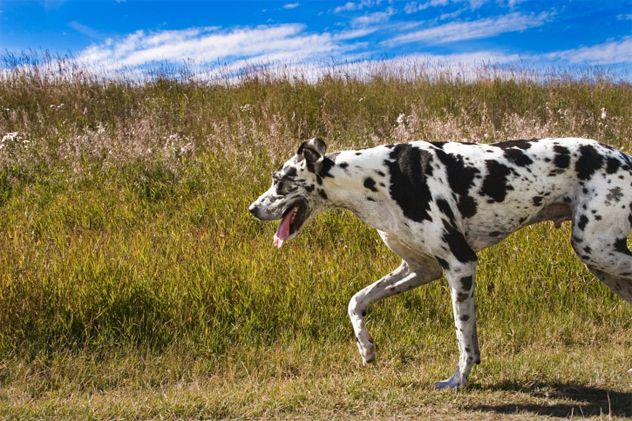 4- dogs