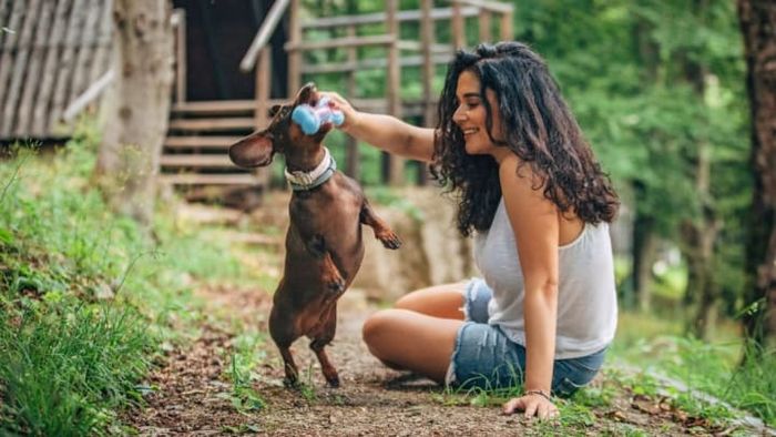 Want a happiness boost? Grab your dog a fresh new toy!