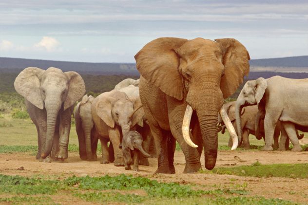 8- elephant