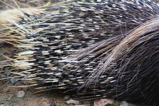 800px-South_African_Cape_Porcupine,_Hystrix_africaeaustralis;_porcupine_quills_close_up