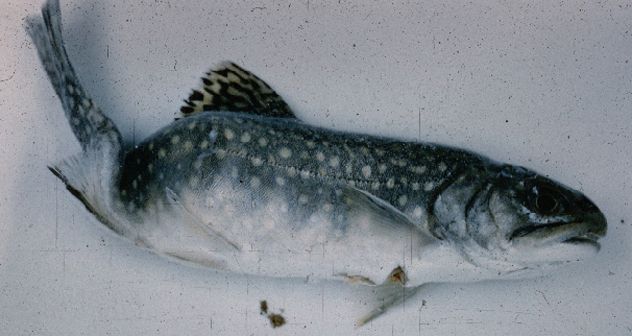 2- Myxozoa