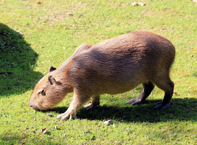 800px-Hydrochoeris_hydrochaeris_Zoo_Praha_2011-3