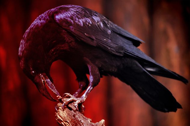 10- crow
