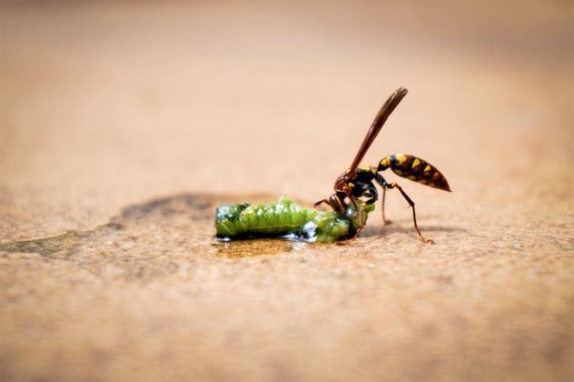 7- Wasp