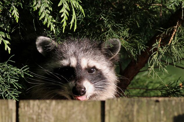 6- coon