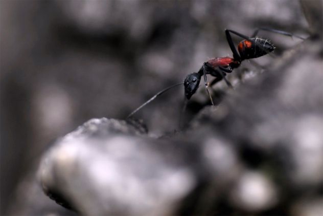 10- Ant Mite