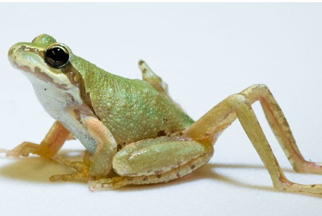 6- Frog