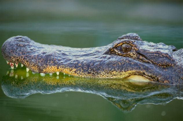 4 - Alligator