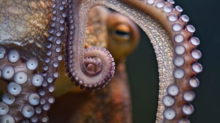 An octopus never truly has to part with its limbs for long.