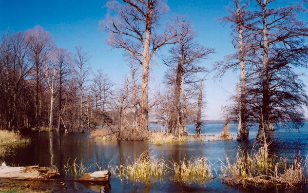 Reelfoot_Lake