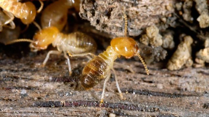 Termite Worker
